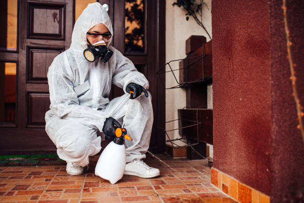 Attic and Crawl Space Rodent Treatment in Grape Creek